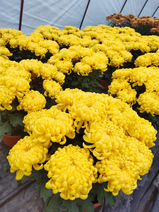 Tanio Chryzantemy Najładniejsze Atrakcyjne Ceny