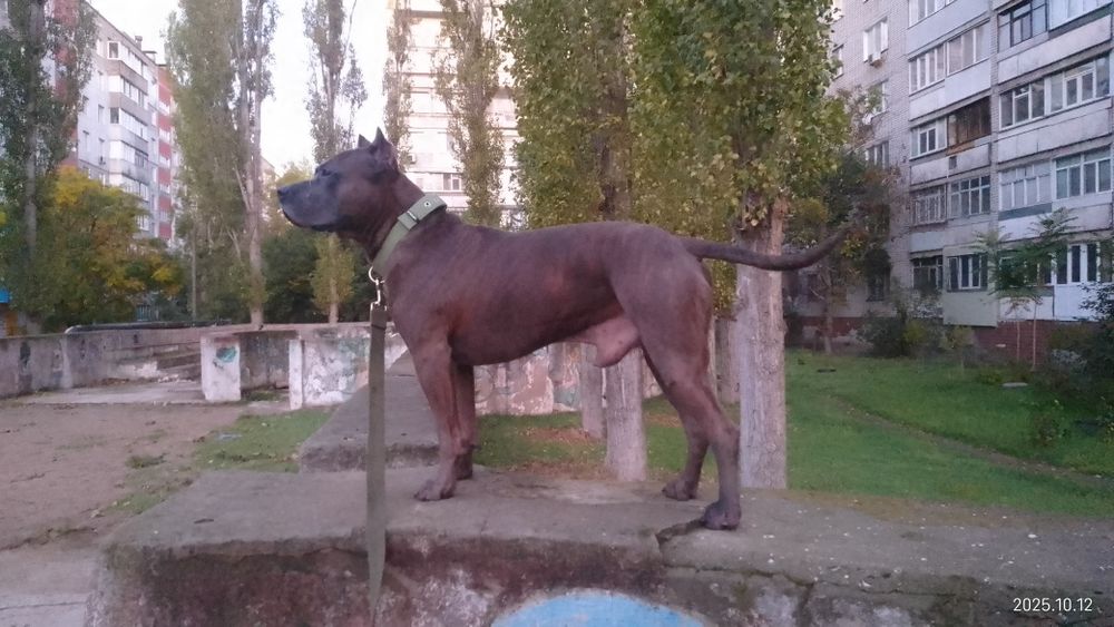 В'язка собак безкоштовно