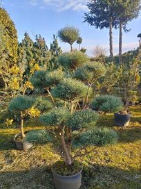 BONSAI w donicy do ogrodu sosna czarna Pinus Nigra, Pinus Sylvestris