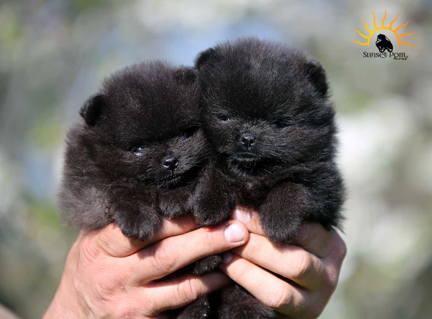 Pomeranian szpic miniaturowy ZKwP/FCI