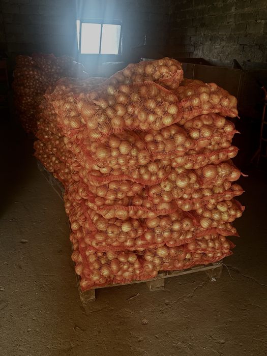 Sprzedam cebulę grubą