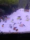 Neocaridina blue dream
