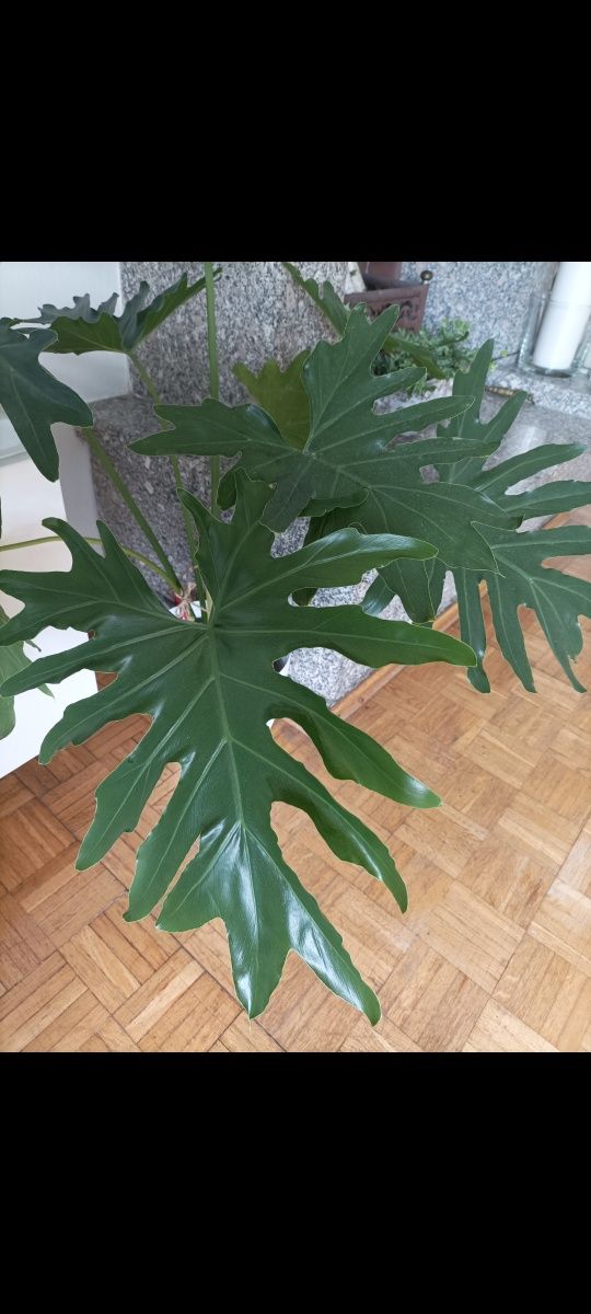 Philodendron Solleum 8 liści