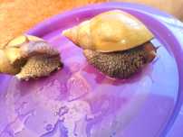 Ślimak achatina fulica