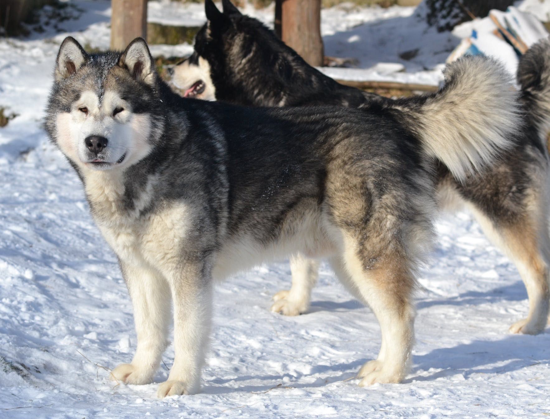 Alaskan Malamute zapowiedź miotu