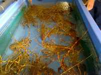 Vendo sistemas de tanques para marisco, bivalves e peixes de água salg