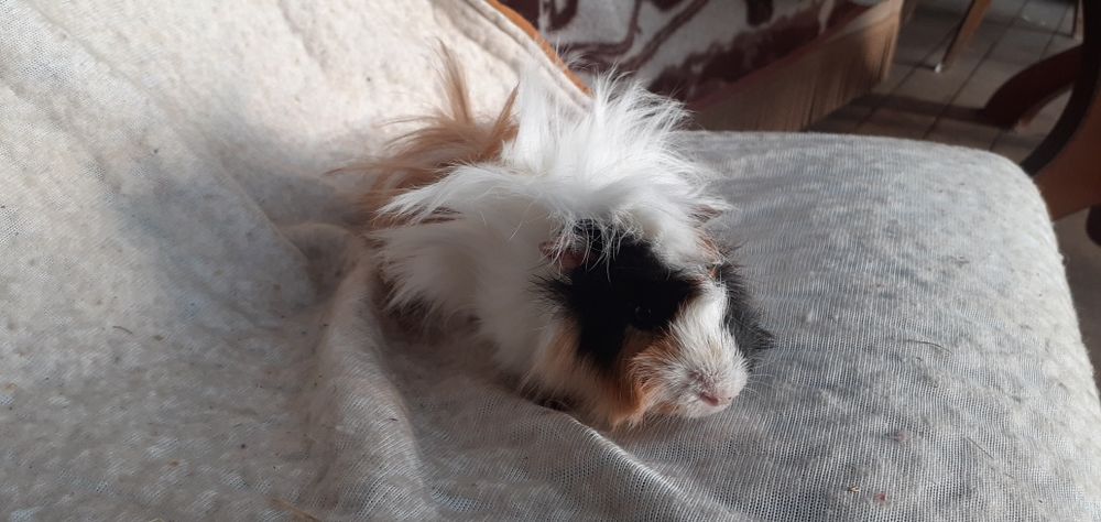 Świnka morska Kawia domowa