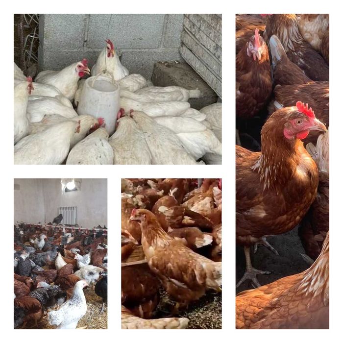 Продам кури несушки! Доставка безкоштовна. Кролевець!