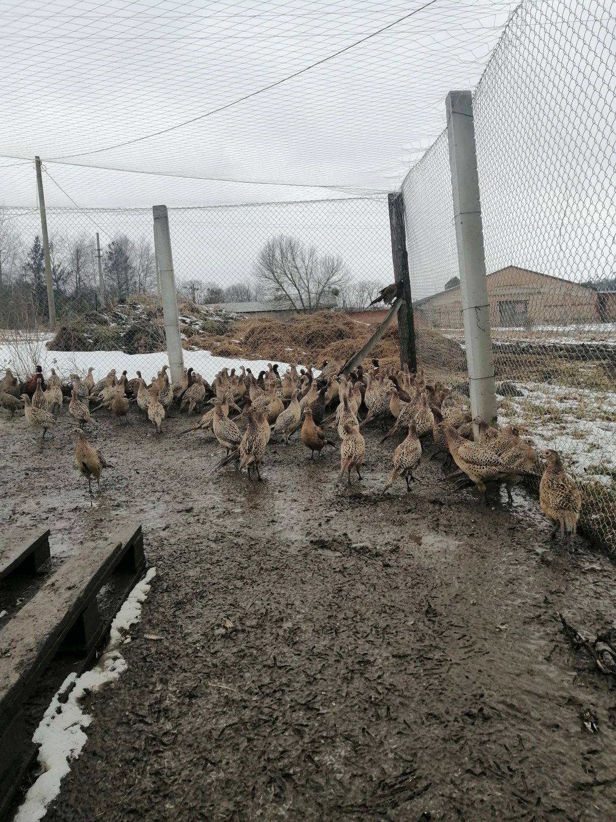 Інкубаційні яйця фазана