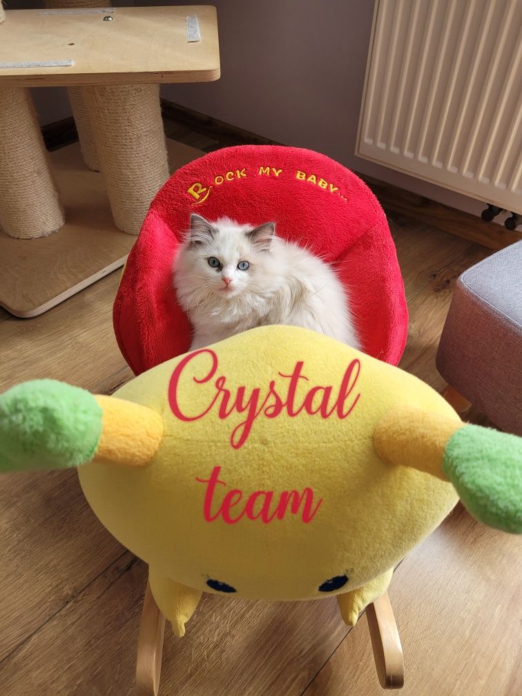 Kot kociak rasy ragdoll Domowa Hodowla Crystal Team. Ostatni wolny kot