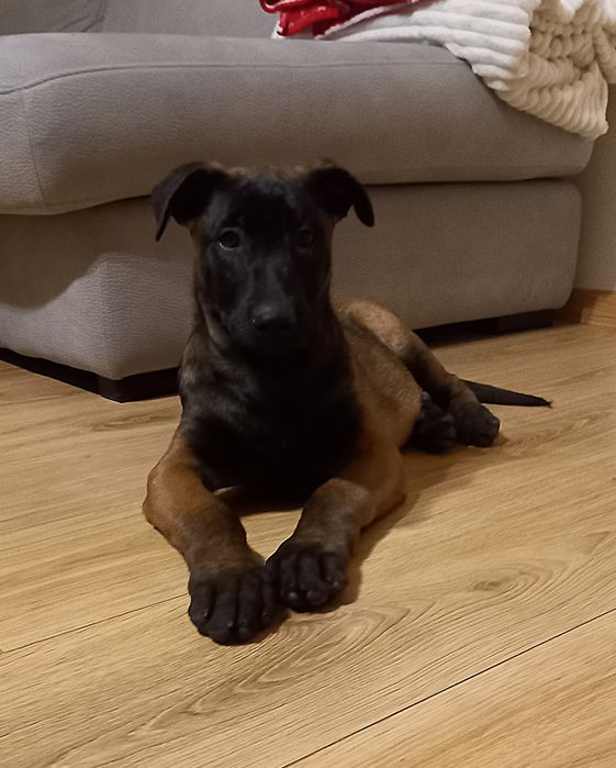 Szczenię Owczarka Belgijskiego