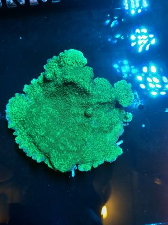 Montipora talerzowa zielona koral SPS akwarium morskie