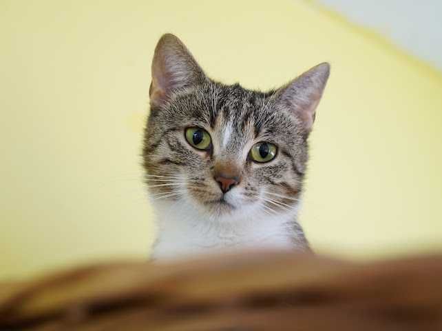 Kinga - zwariowanie kicia szuka zbzikowanego człowieka