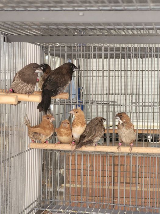 Bengalins bom preço para o lote