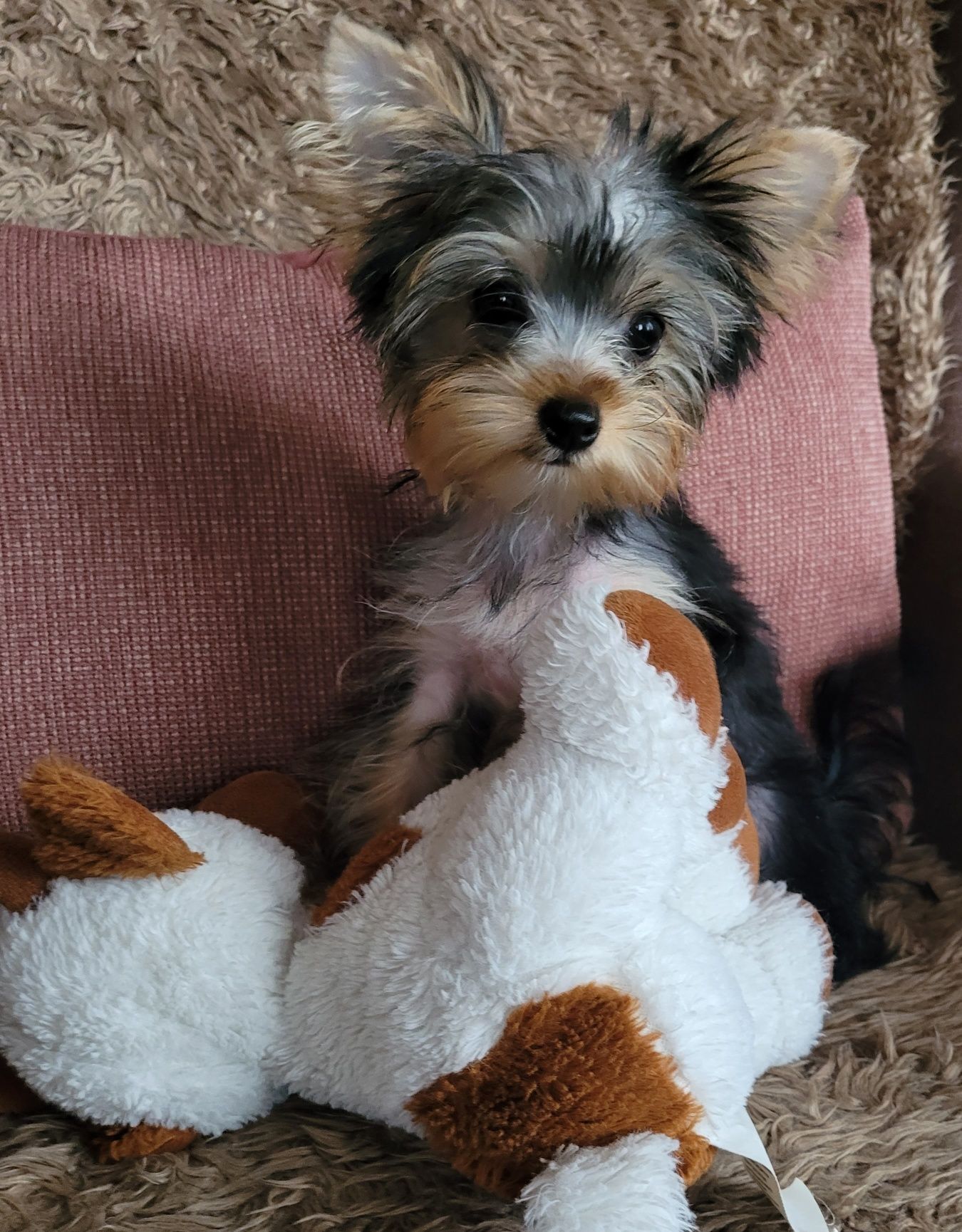 Yorkshire terrier piesek