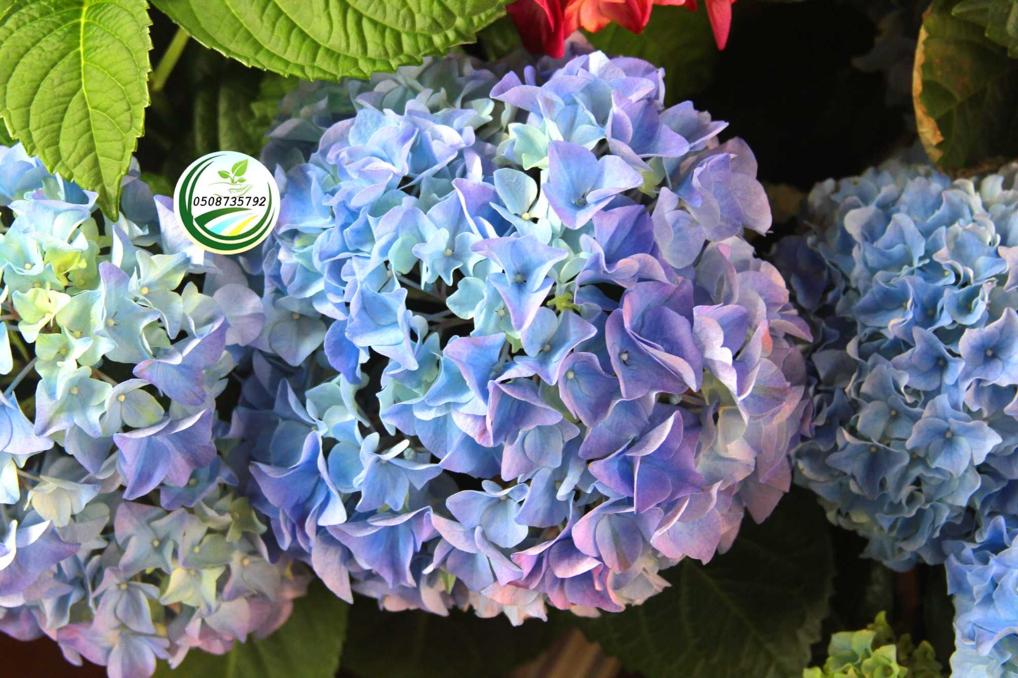 Саджанці гортензії широколиста мінлива Hydrangea Changeable