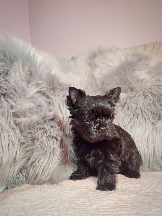 Czarna suczka Yorkshire Terrier, york