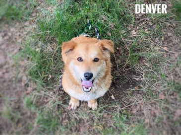 Corgi mix, 1,5 roku, 10 kg Denver adopcja