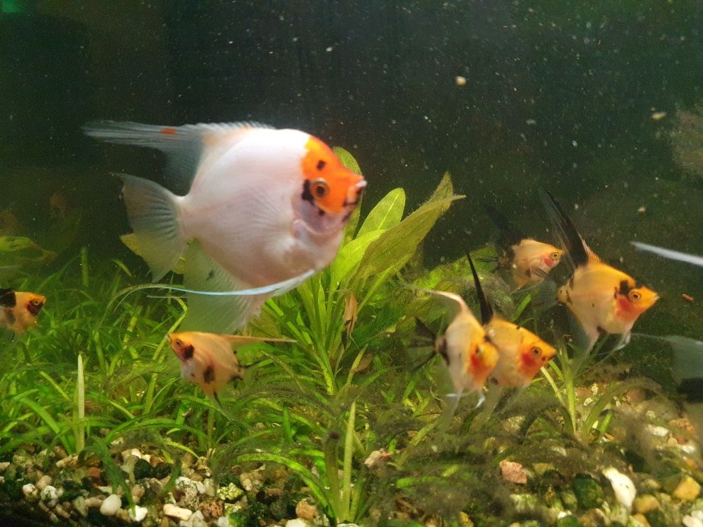 Skalary Red Devil młode od 5 cm