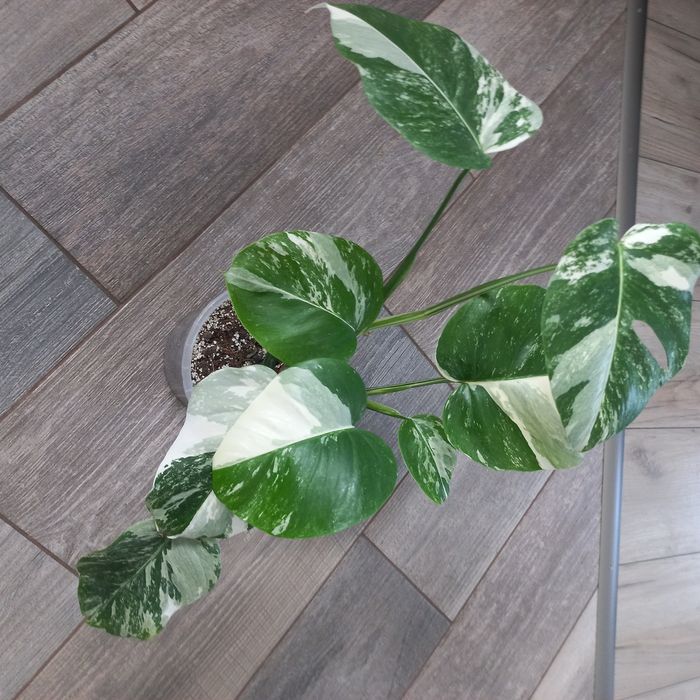 Monstera variegata szczyt