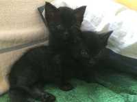 Male koty czarne kotki (3)