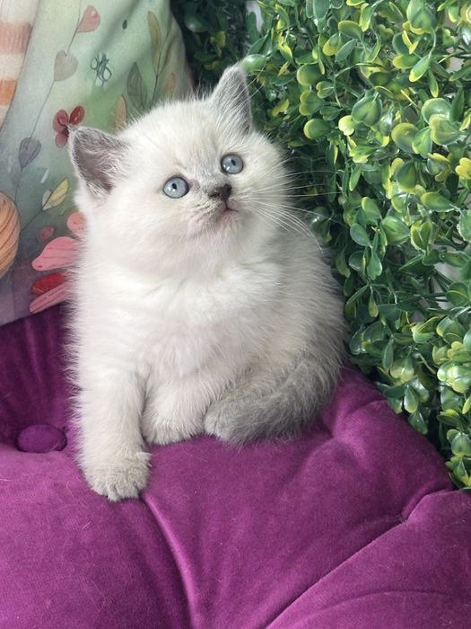 Gatinho Scottish Straight shorthair blue point