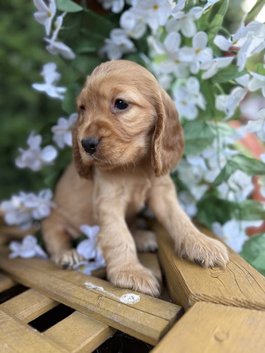 Śliczny piesek Cocker Spaniel Angielski z rodowodem