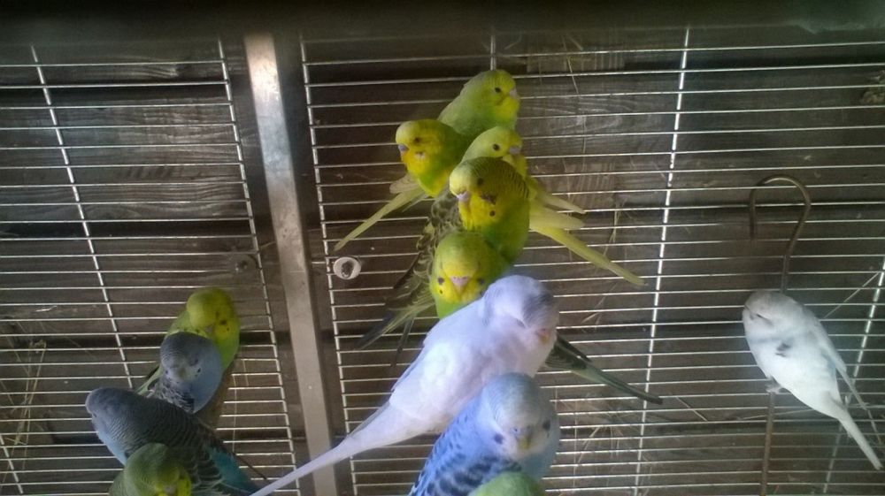 papugi faliste śliczne kolorowe inne