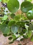 PIENIĄŻEK Pilea peperomioides - kwiat