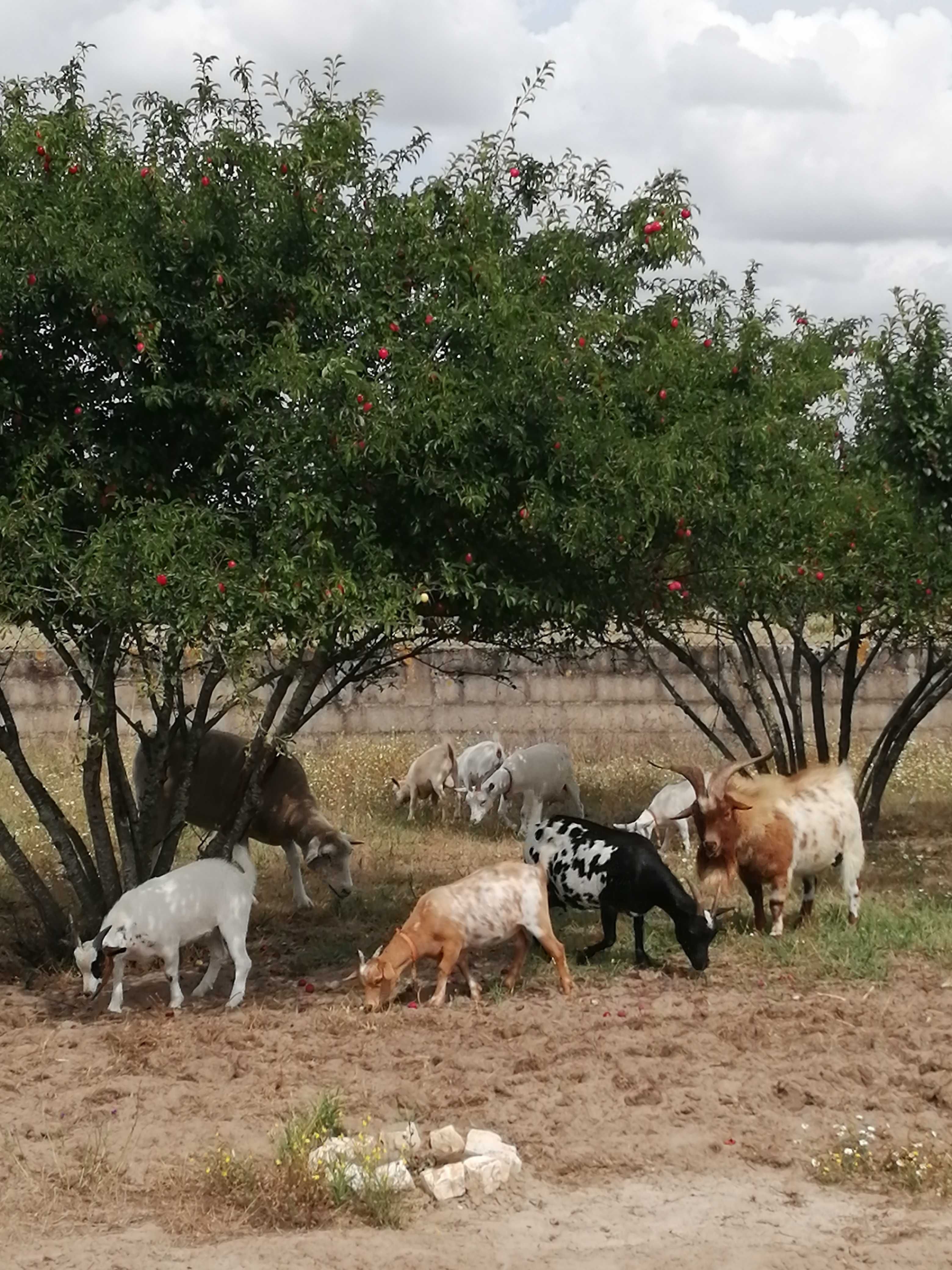 Cabras anãs fêmea ou macho