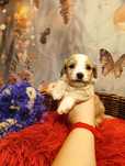 *Maltipoo* CUDO filmik unikat BADANIA genetyczne  rodowód wyprawka