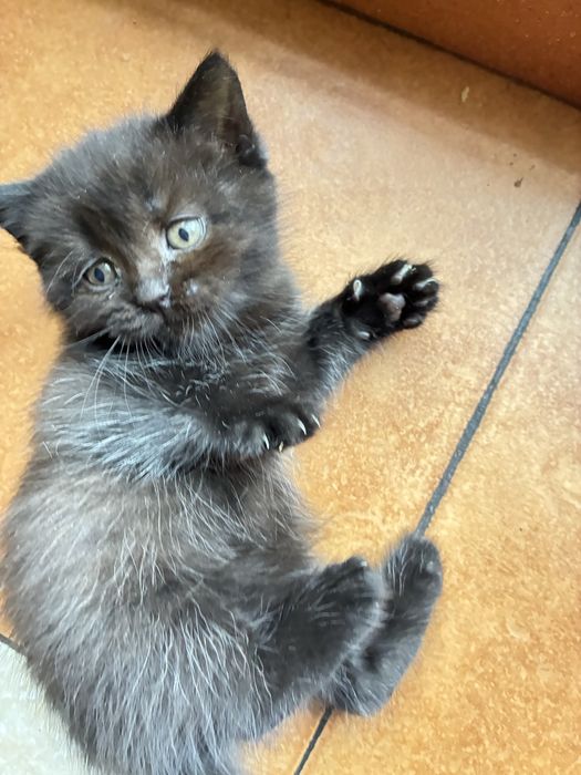 Кішечка шотландська