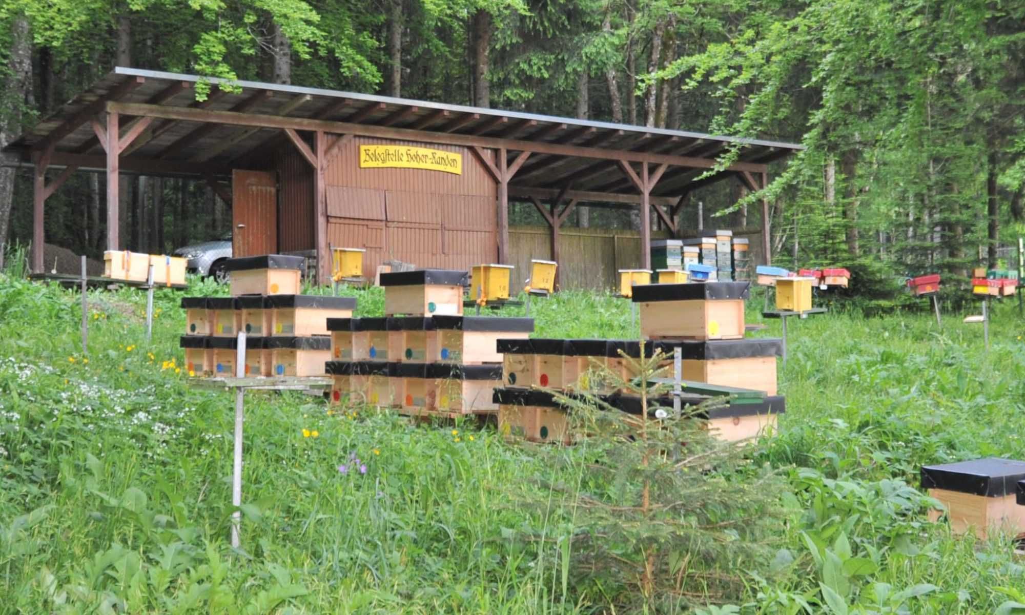 Бакфаст пчеломатки из Германии из горных облетников на 2024 год
