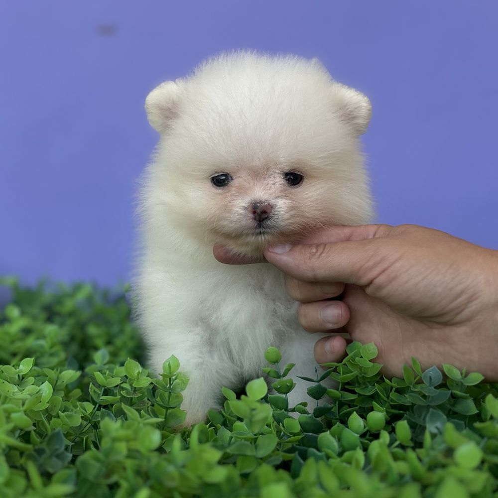 ляльковий ведмедик шоу класса