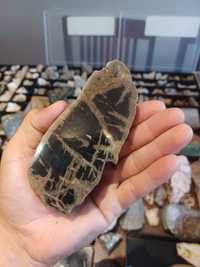 Minerały skamieniałości skały skrzemieniałe drewno