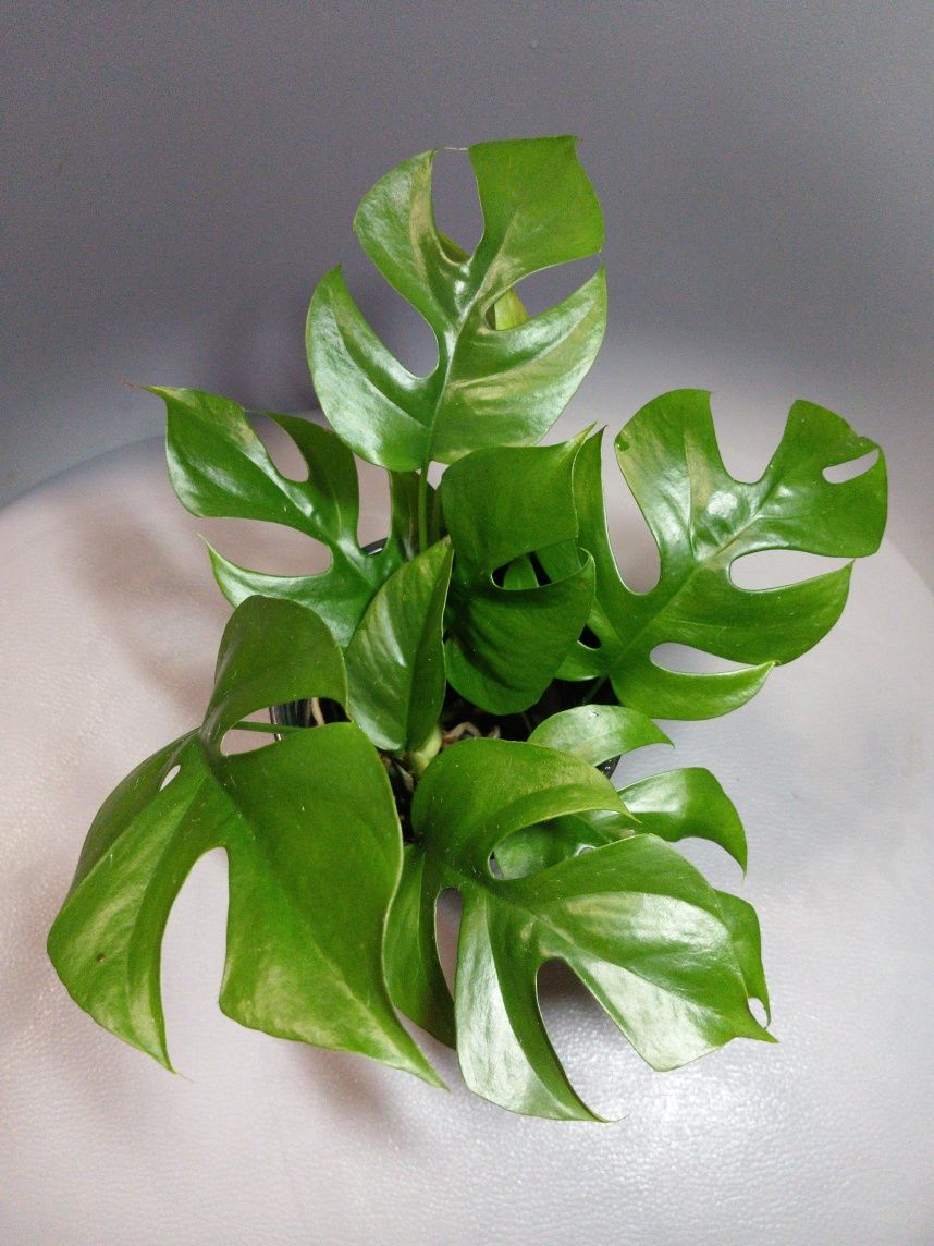Rhapidophora Tetrasperma Monstera Minima