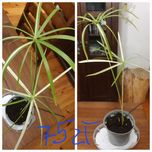 Papirus cibora papirusowa variegata