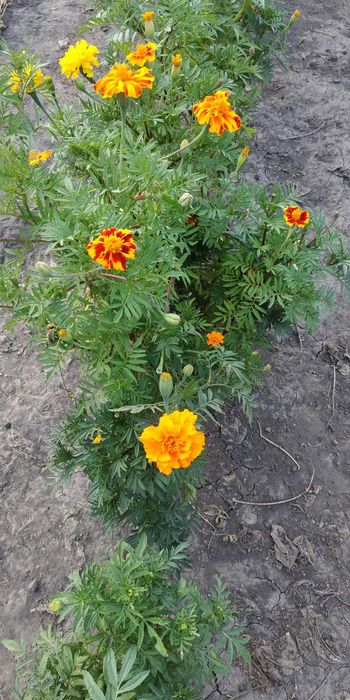 Семена насіння чорнобривці бархатци майори