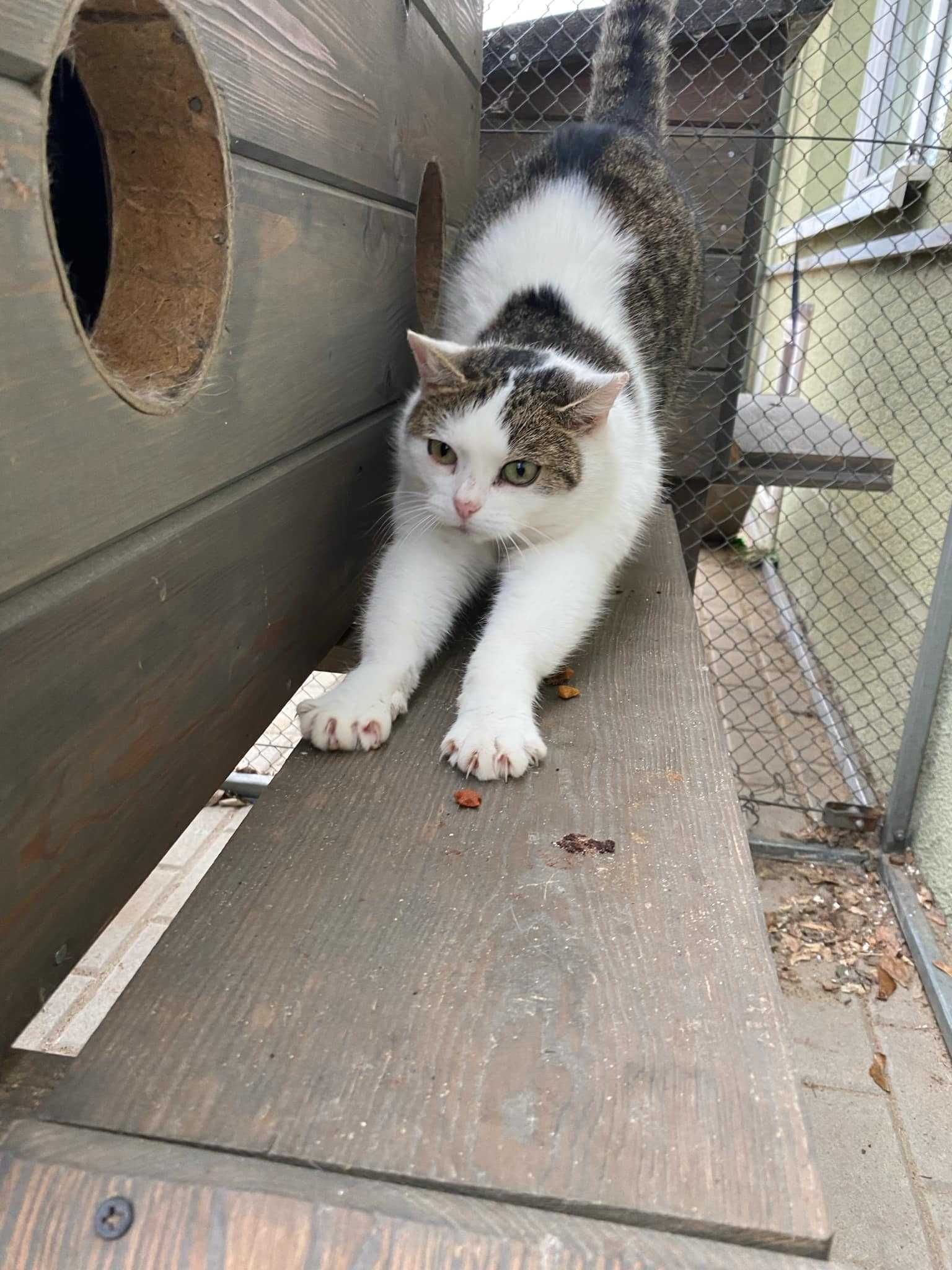 PAULINKA kotka kochana adopcja schronisko