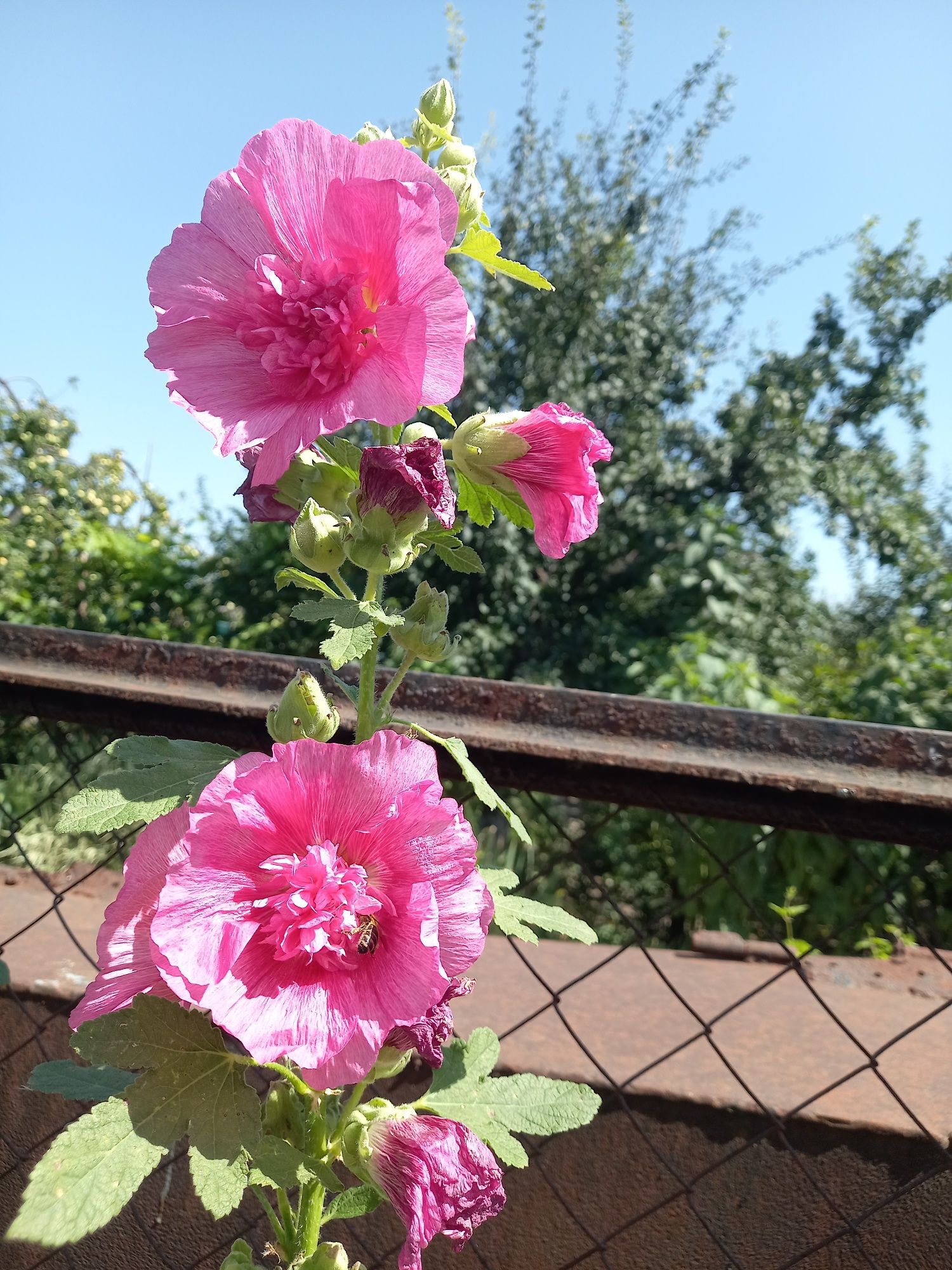 Шток-роза или Мальва розовая бархатная,семена.