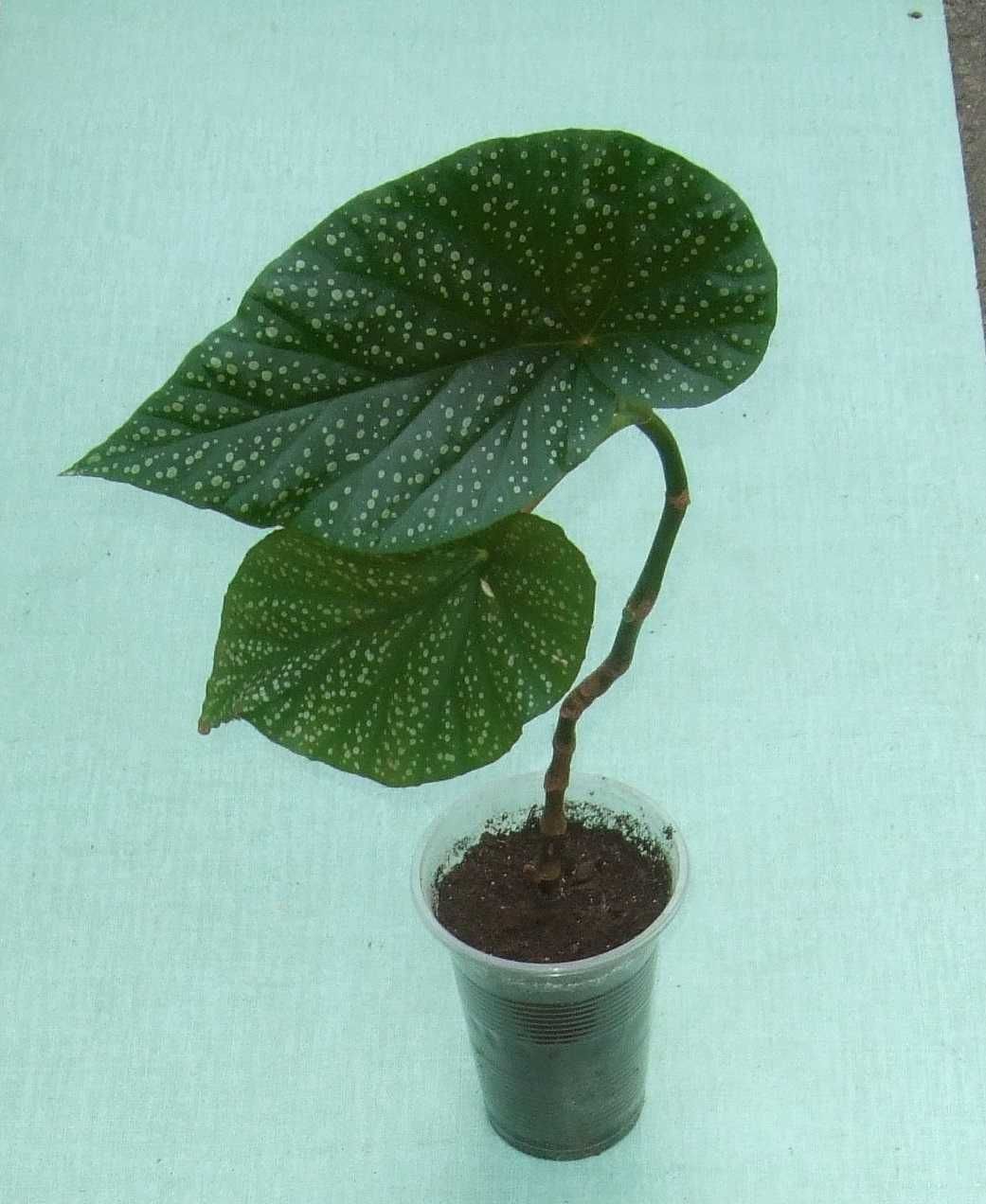 Бегония коралловая (Крылья Ангела)