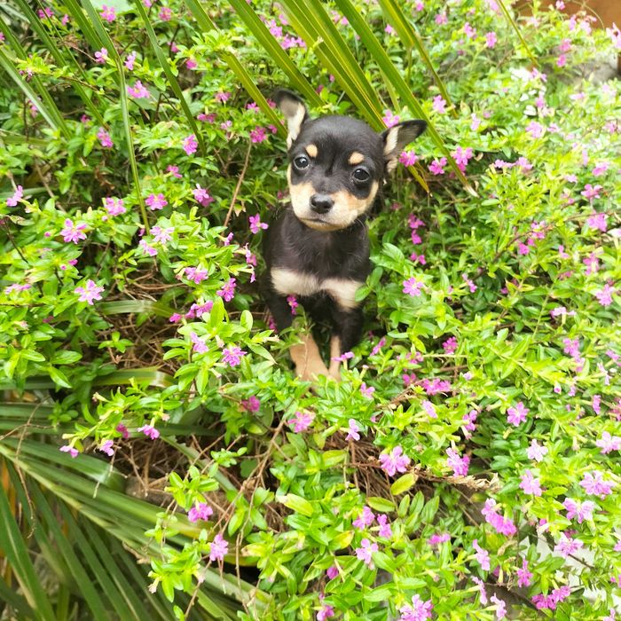 Pisncher belíssima fêmea