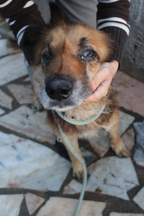 Cadela cega a precisar de ajuda