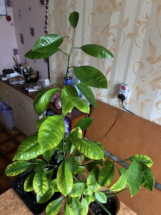 Каламондин (три года)-80 см