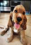Cocker Spaniel Angielski