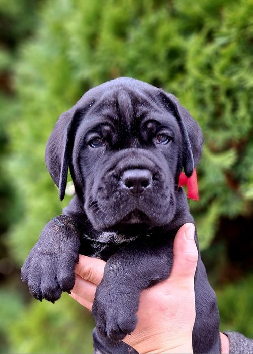 Хлопчики кане корсо.