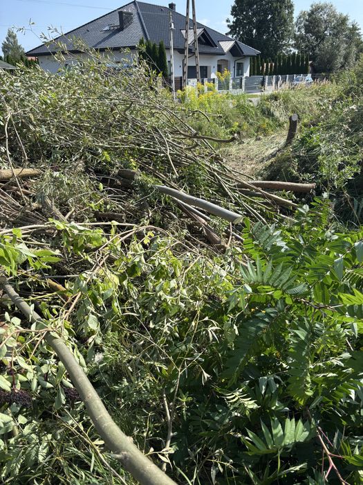 Gałęzie, drewno opał za darmo