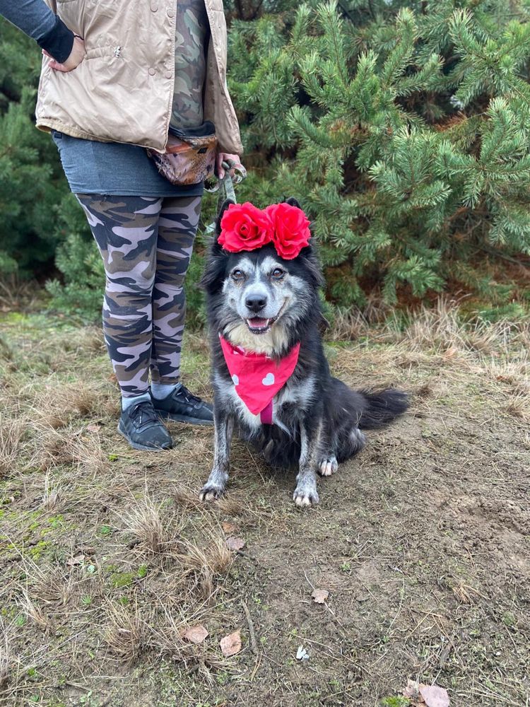 Havana w typie husky, już 7 miesięcy w schronisku. Adoptuj!