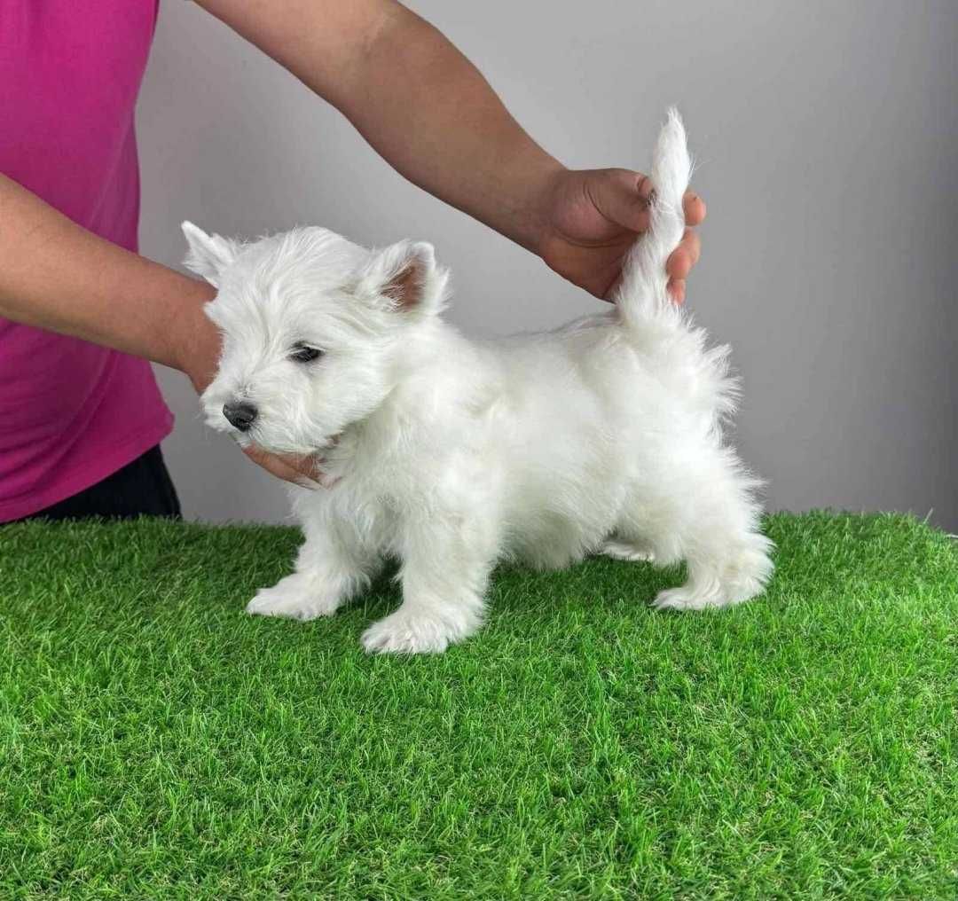 West Highland White Terrier