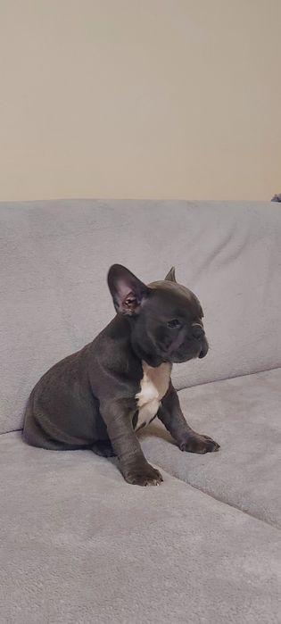 Buldog Francuski suczka niebieska COCO